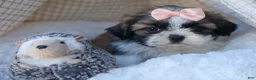 Shih Tzu dogs for sale: SALLY - Ad 9
