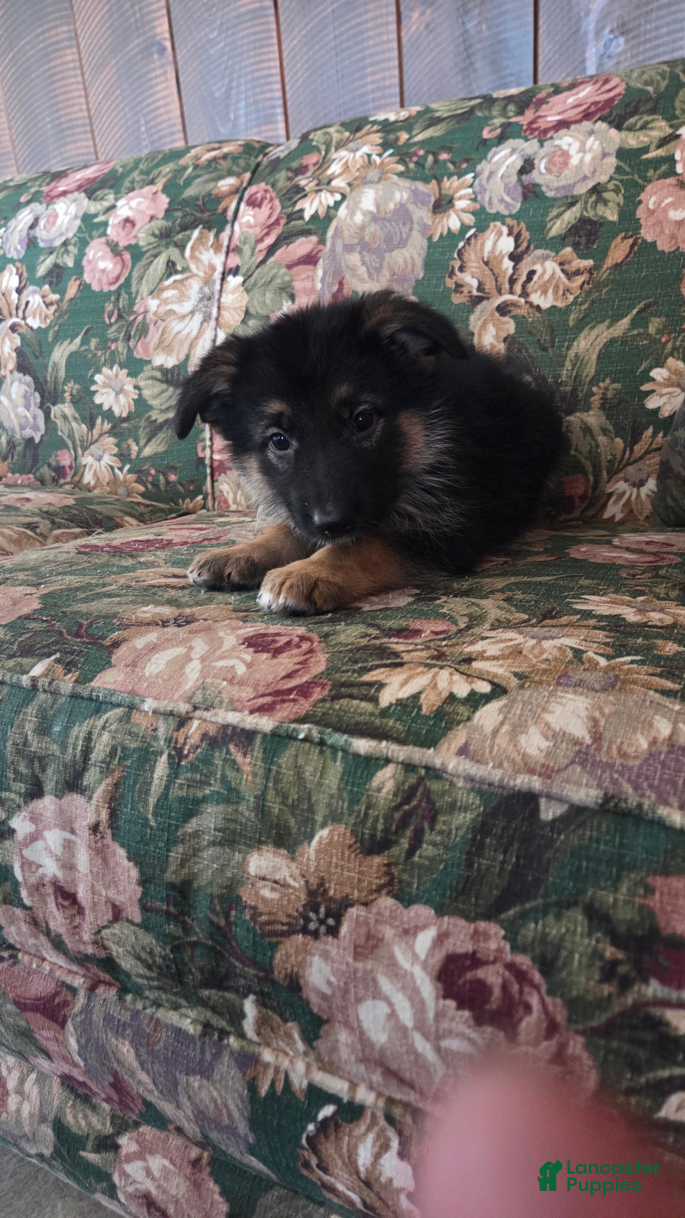 German Shepherd dogs Ellie  - Ad 1