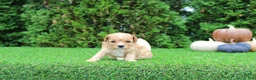 Toy Poodle dogs for sale: AKC Echo(tiny) - Ad 7