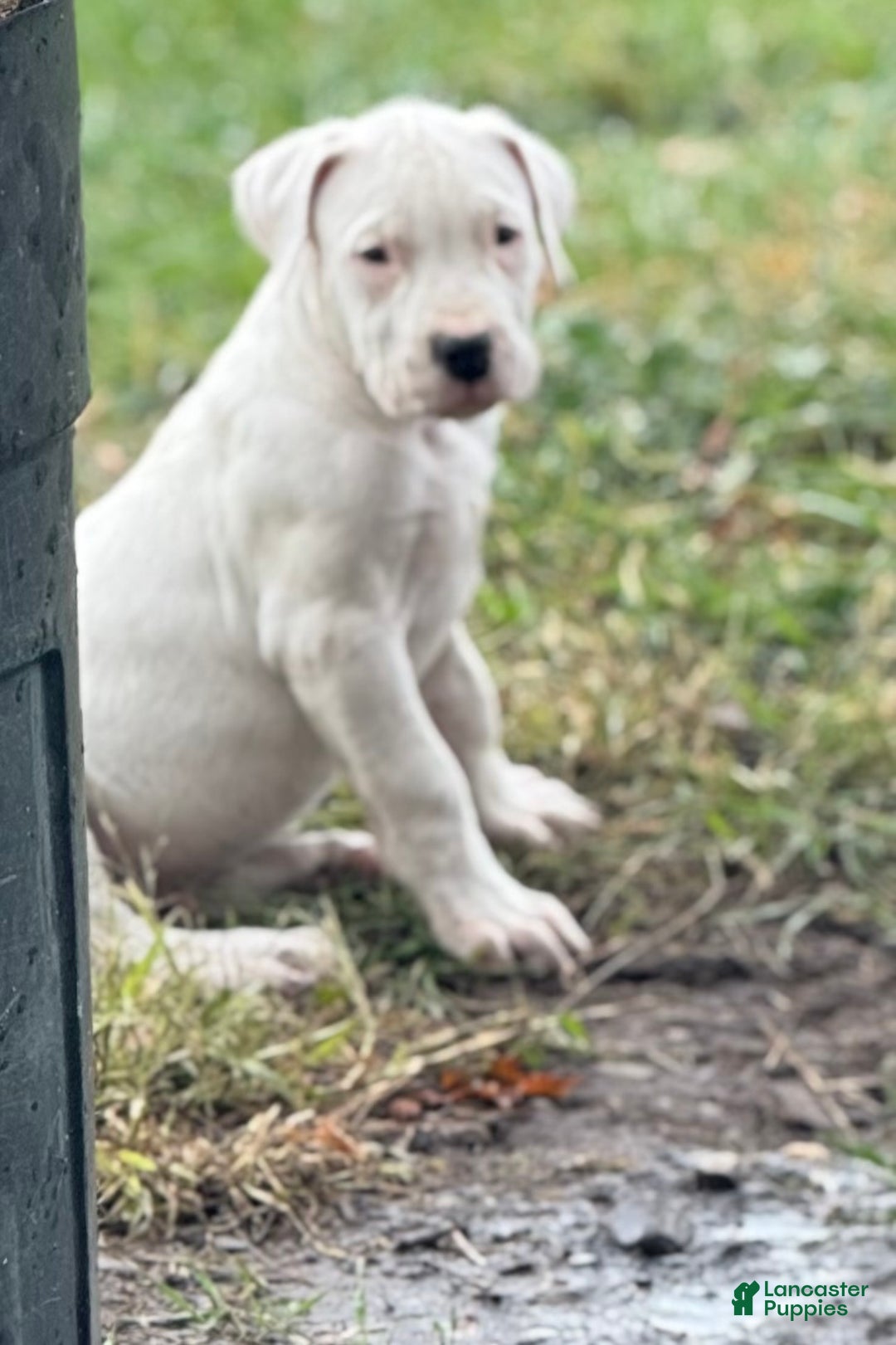 Dogo Argentino dogs for sale: Puppy M3 - Ad 48