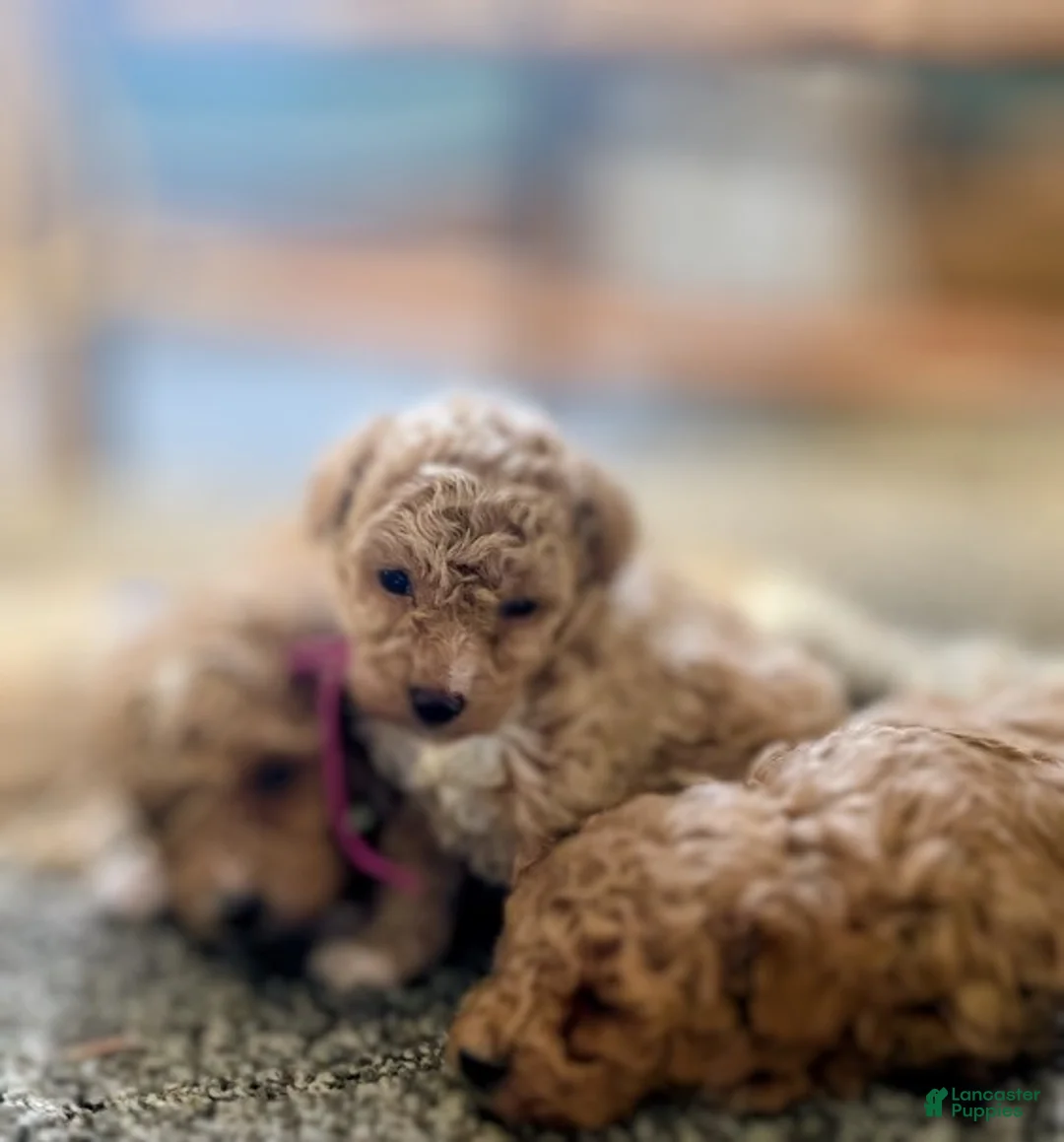 Toy Poodle dogs for sale: LITTLE ARCHIE - Ad 24