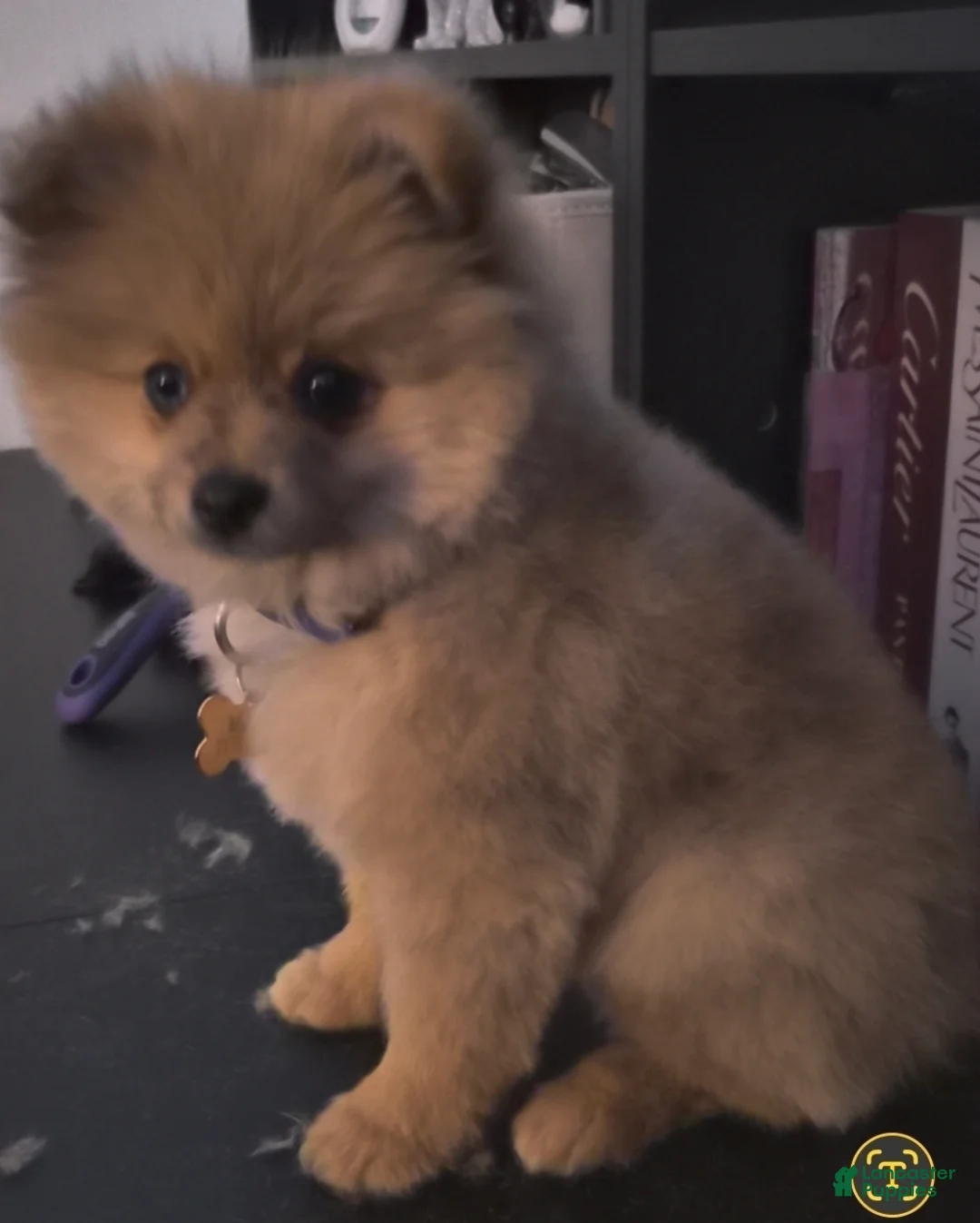 Pomeranian dogs for sale: Pomeranian Puppy 1 - Ad 2