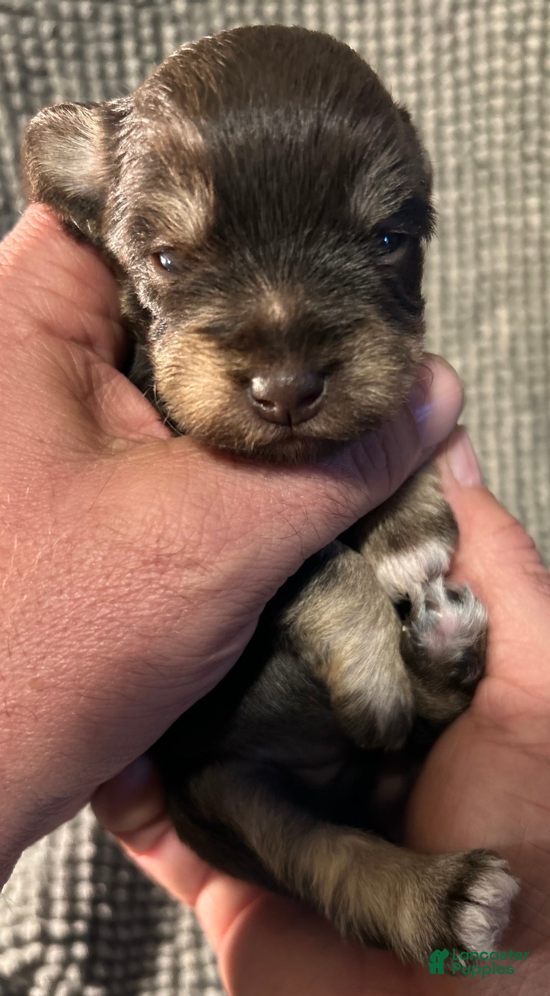 Miniature Schnauzer dogs for sale: Miniature Schnauzer Puppy 3 - Ad 15