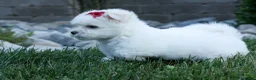 Maltese dogs for sale: OSCAR - Ad 3