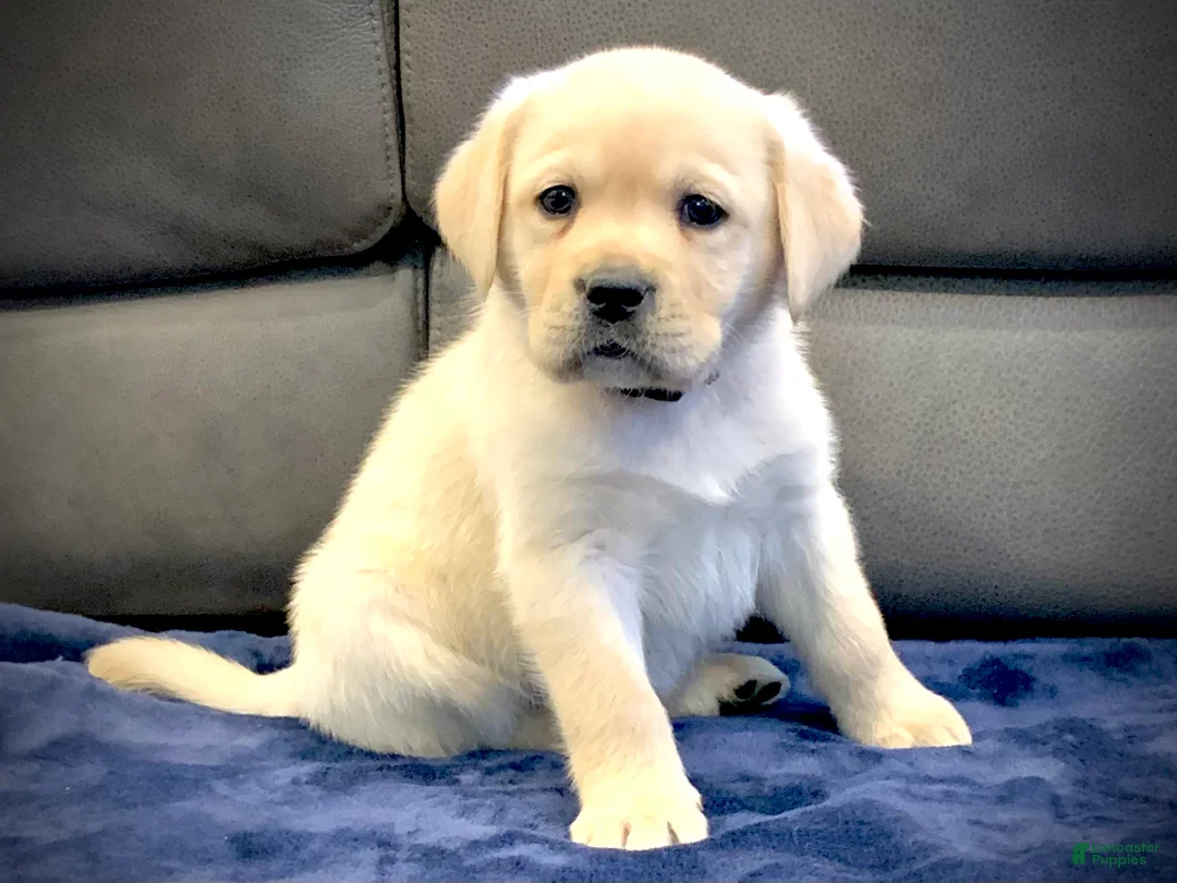 Labrador Retriever dogs for sale: Atlas - Ad 5