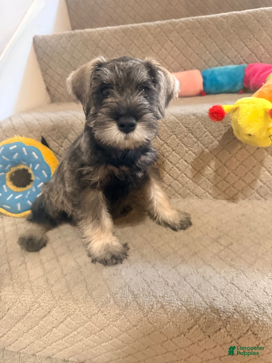 Miniature Schnauzer dogs for sale: Miniature Schnauzer 2 - Ad 1