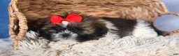 Shih Tzu dogs for sale: CHARLIE - Ad 8