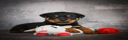 Rottweiler dogs for sale: Lincoln - Ad 6