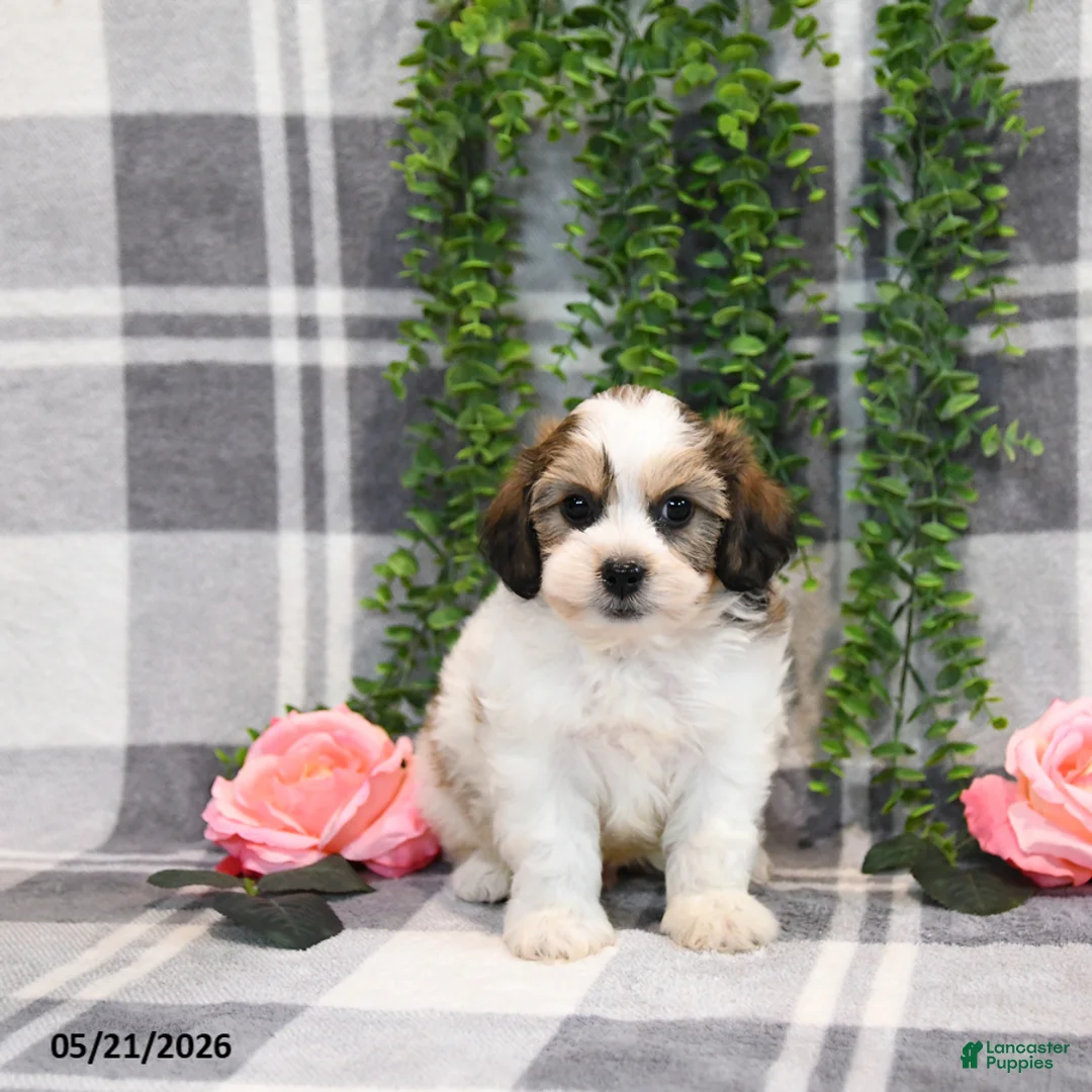 Teddy Bear dogs for sale: Skylar - Ad 5
