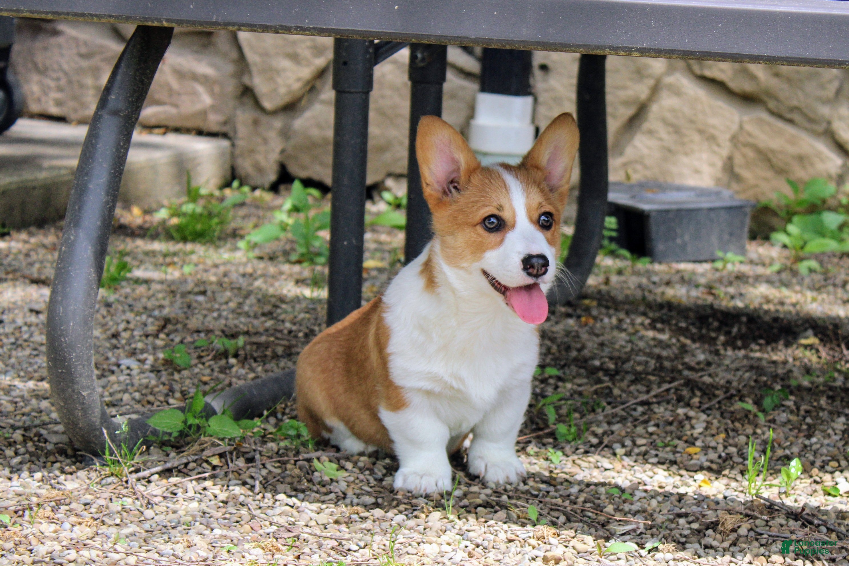 Welsh Corgi Pembroke dogs Chanel(triple clear) AKC - Ad 1