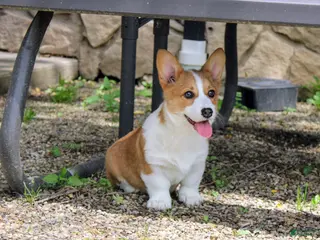 Welsh Corgi Pembroke dogs for sale: Chanel(triple clear) AKC - Ad 1
