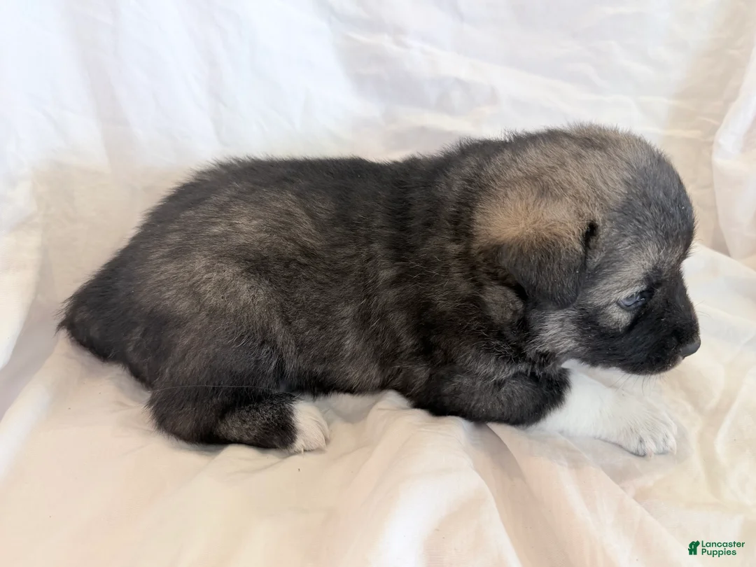 Pomsky dogs for sale: Copper - Ad 3