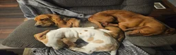 Basset Hound dogs for sale: Clover - Ad 7