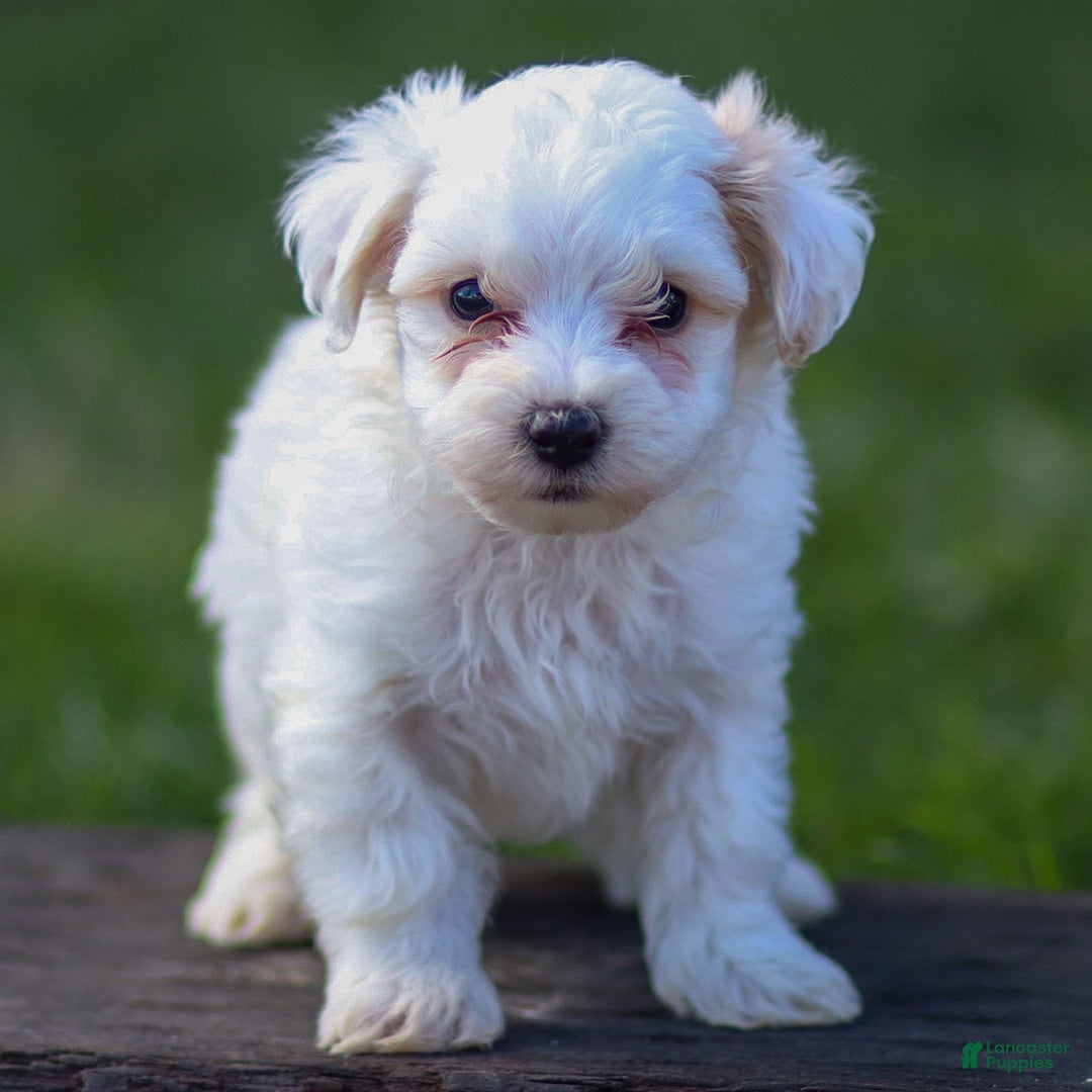 Maltipoo dogs for sale: Sarge - Ad 4