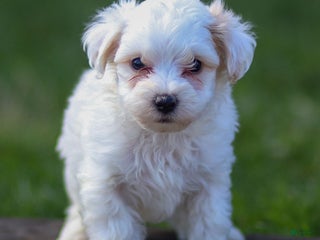 Maltipoo dogs - Ad 26