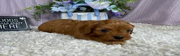 Cavapoo dogs for sale: Cavapoo 1 - Ad 2