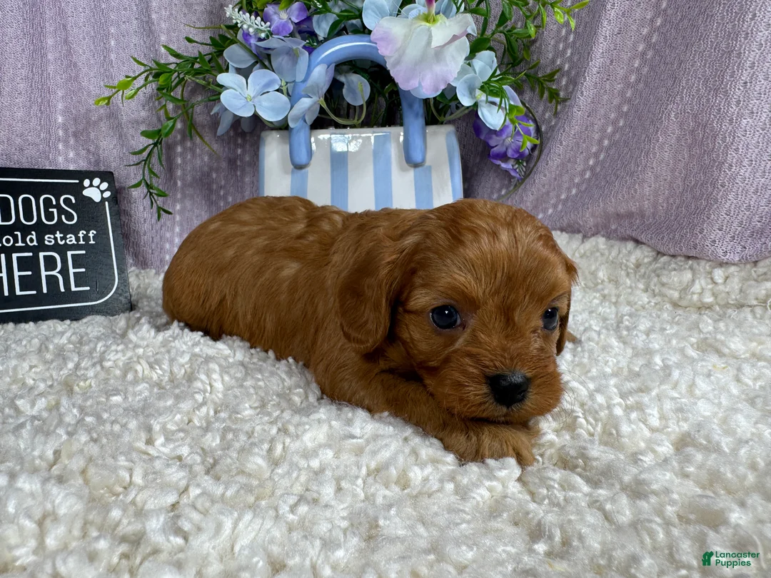 Cavapoo dogs for sale: Cavapoo 1 - Ad 2