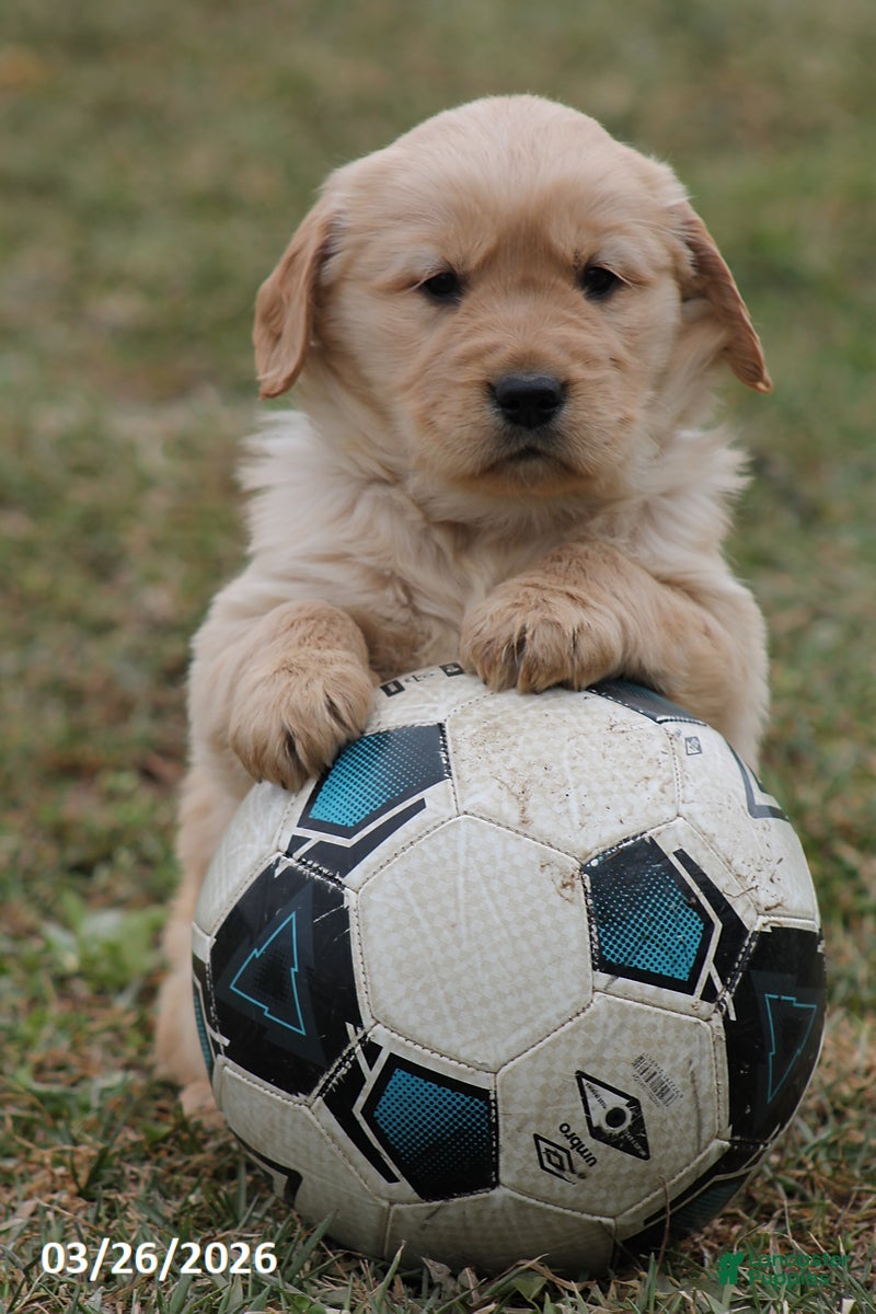 Golden Retriever dogs Rascal - Ad 1