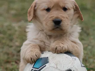 Golden Retriever dogs for sale: Rascal - Ad 1