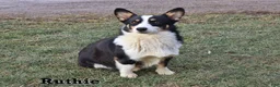 Welsh Corgi Pembroke dogs for sale: Rory - Ad 5