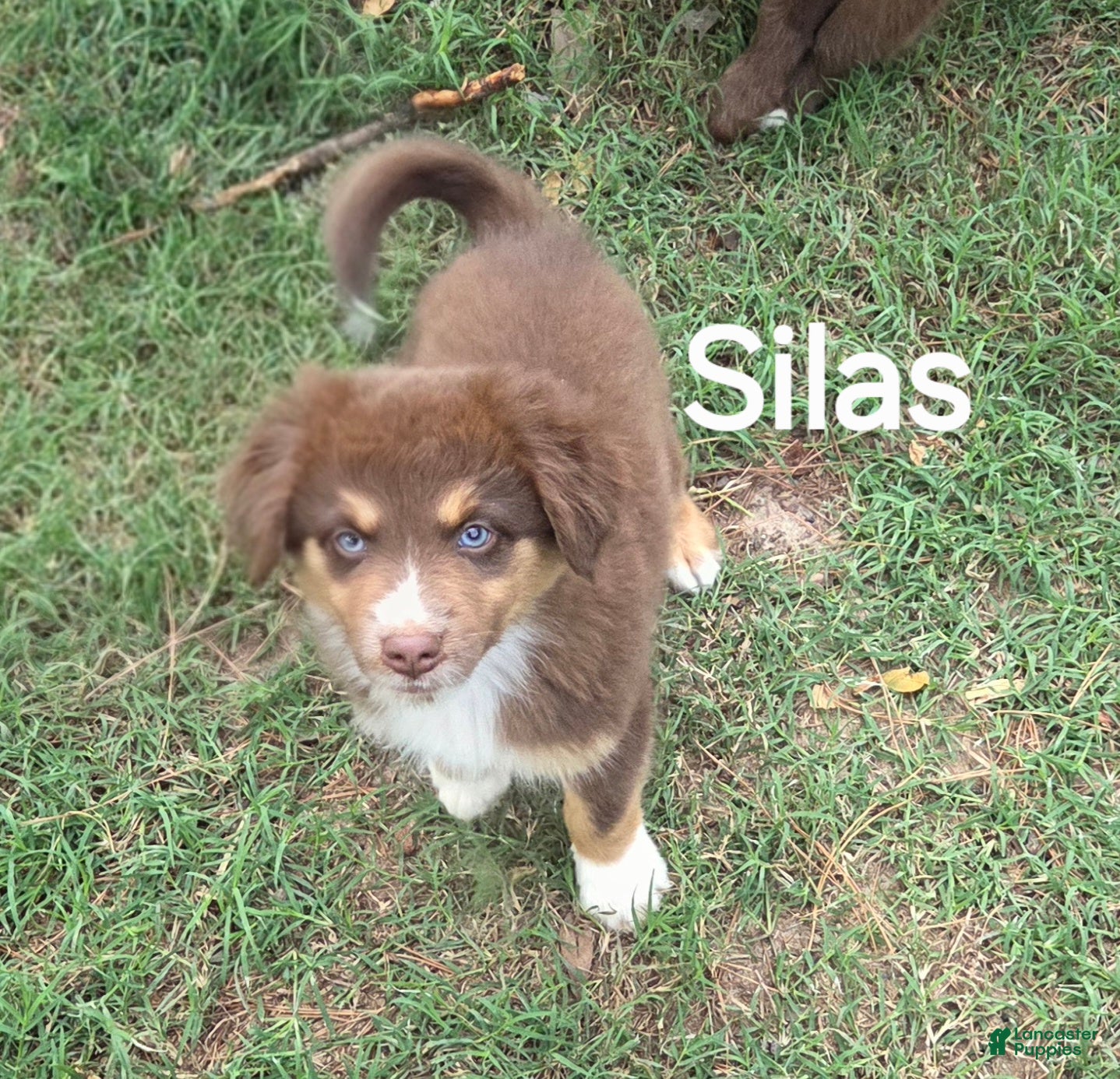 Australian Shepherd dogs for sale: Silas - Ad 2