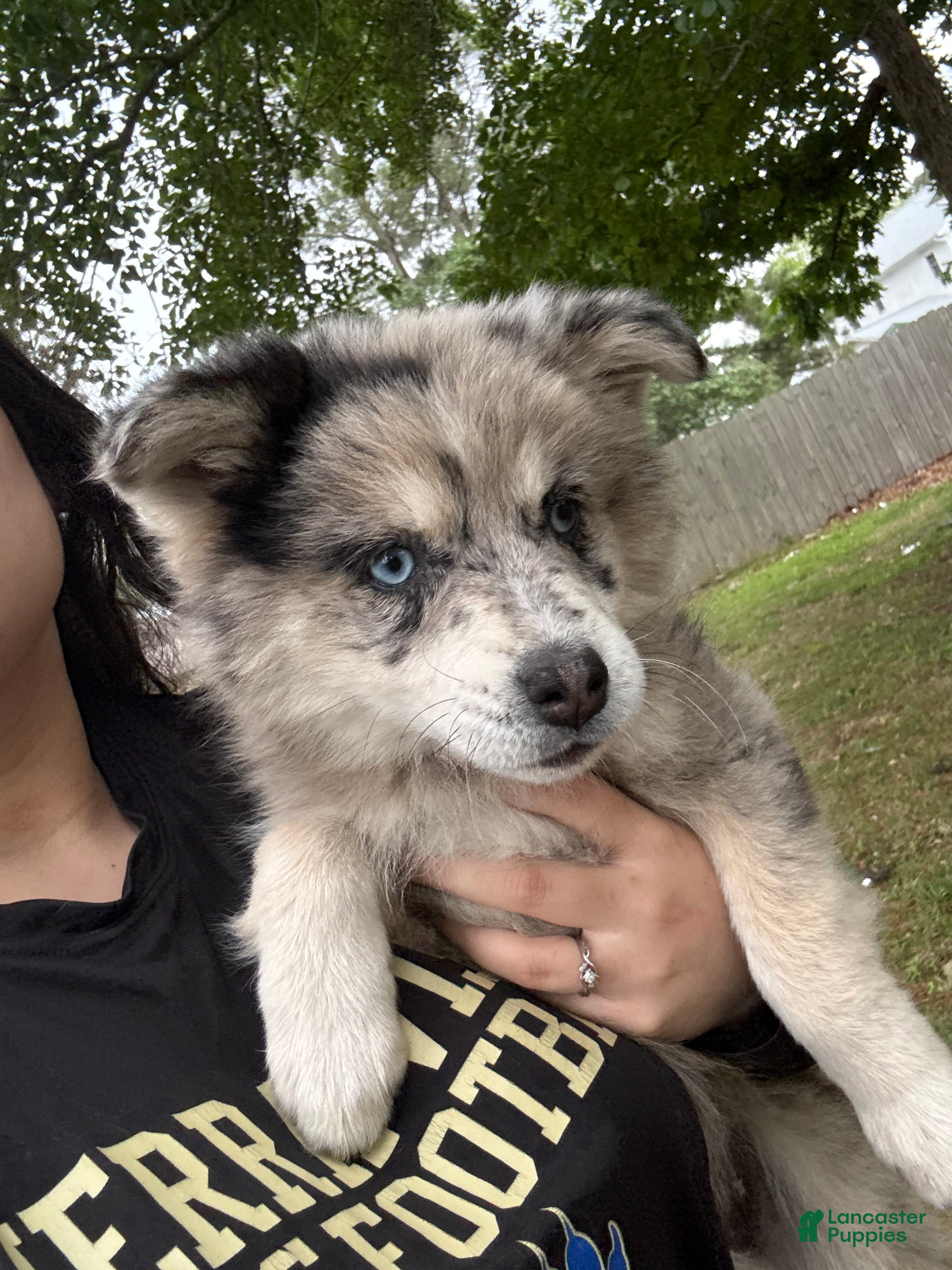 Pomsky dogs for sale: Pomsky Puppy 1 - Ad 4