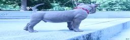 American Bully dogs for sale: Haze - Ad 17