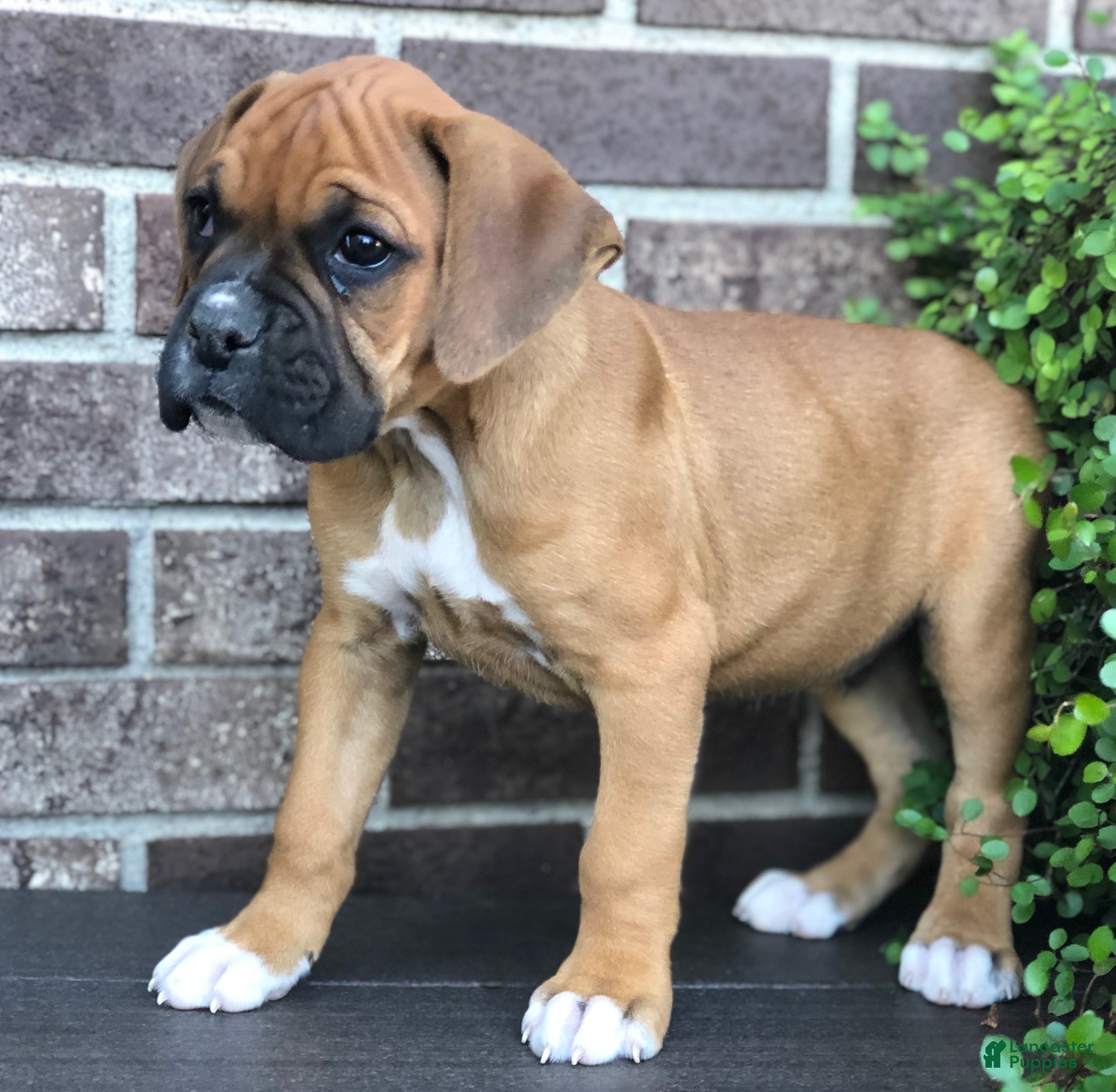 Boxer dogs Archie - Ad 2