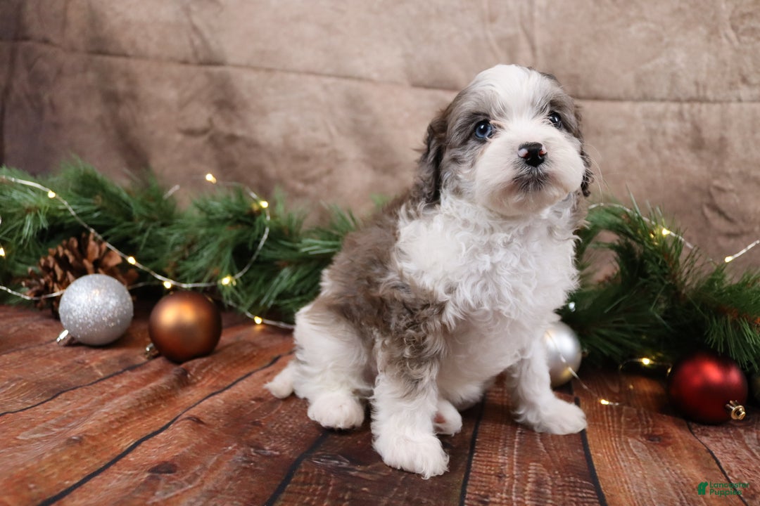 Cavapoo dogs for sale: Dove - Ad 1