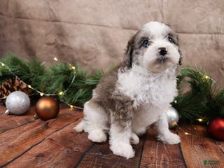 Cavapoo dogs Dove - Ad 27