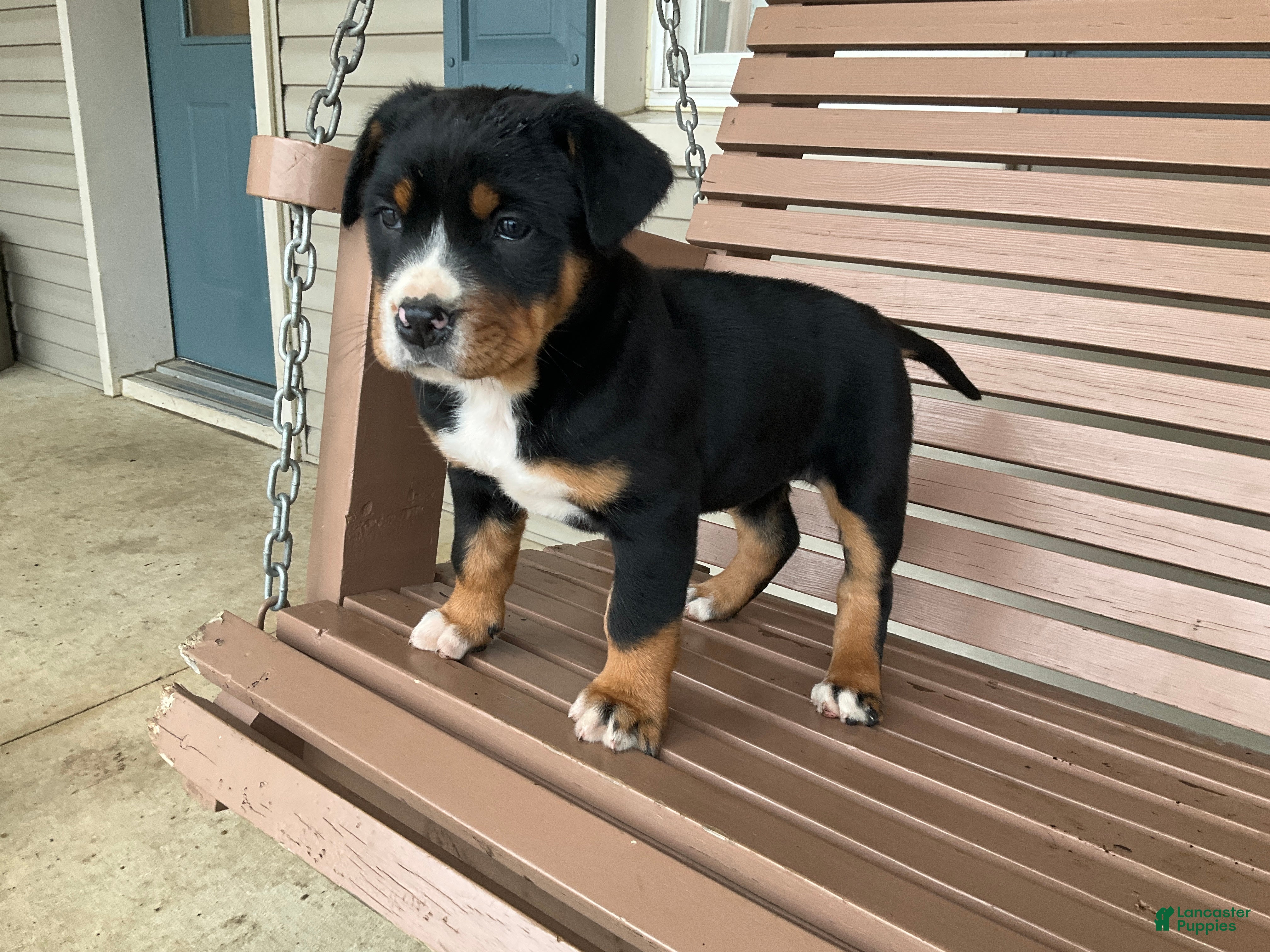 Greater Swiss Mountain Dog dogs  Jenny - Ad 13