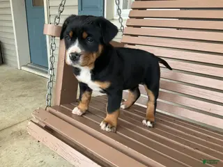 Greater Swiss Mountain Dog dogs Jenny - Ad 13