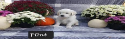 Golden Retriever dogs for sale: Flint  - Ad 3
