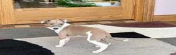 Italian Greyhound dogs for sale: Forest  - Ad 5