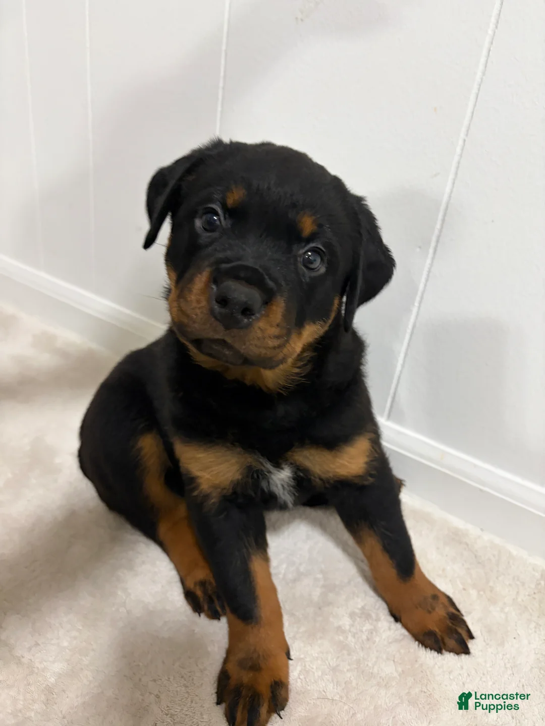 Rottweiler dogs for sale: Lucy - Ad 2