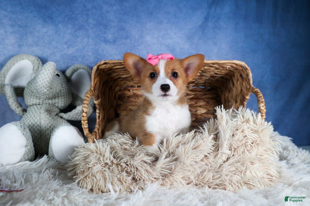Welsh Corgi Pembroke dogs for sale: Lexi - Ad 19
