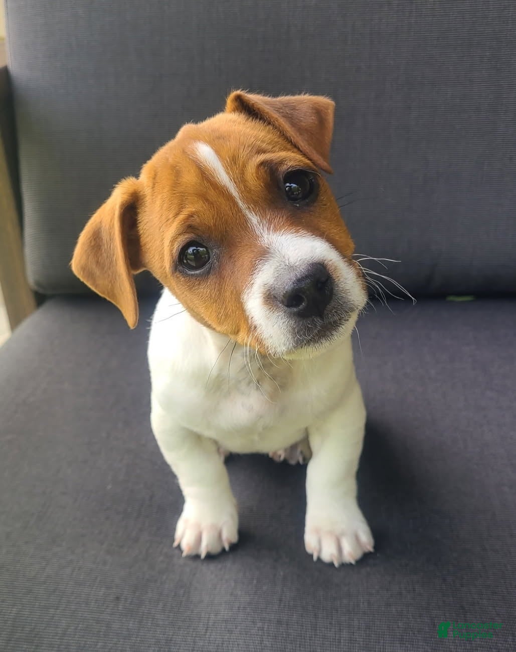 Jack Russell Terrier dogs Bella - Ad 1