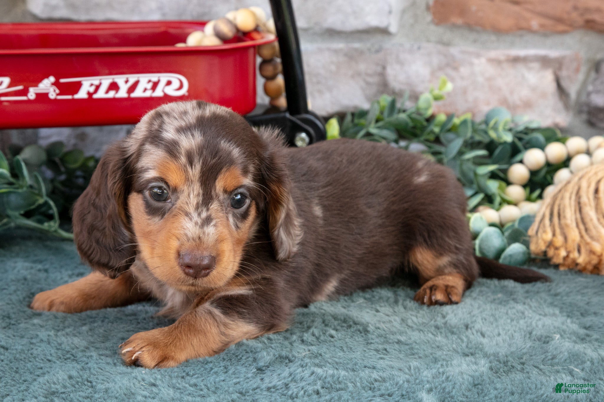 Miniature Dachshund dogs Ezra - Ad 1