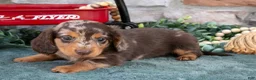 Miniature Dachshund dogs for sale: Ezra - Ad 1