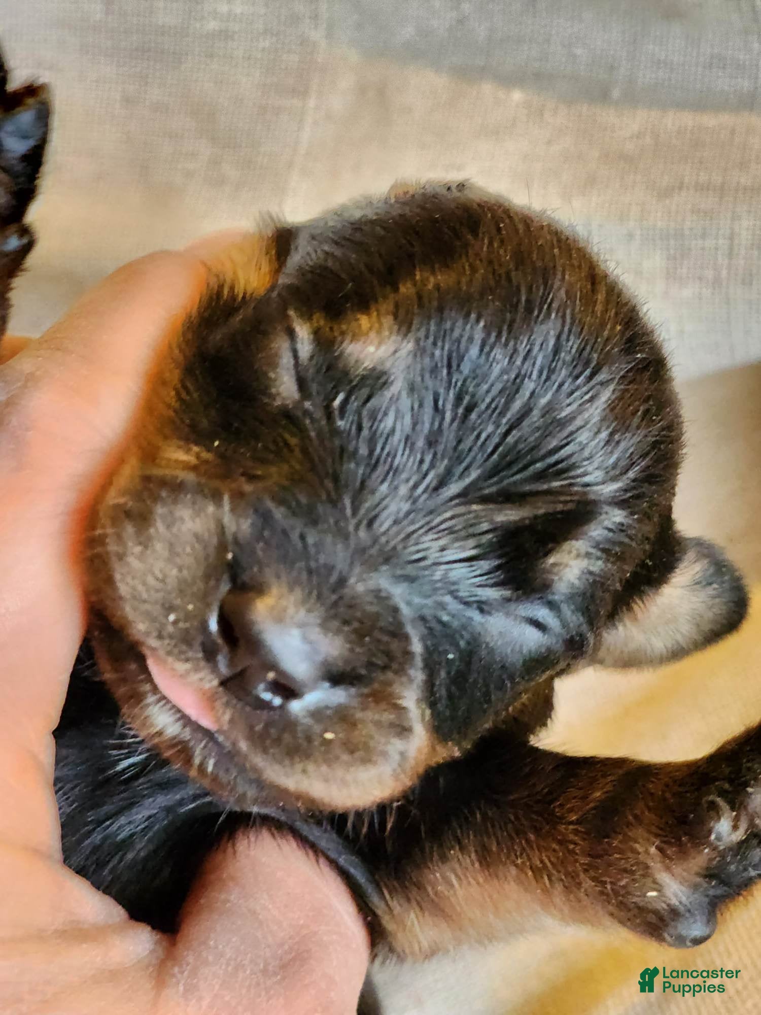 Rottweiler dogs Rott M1 - Ad 7