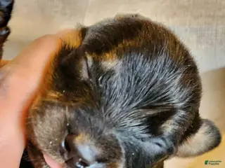 Rottweiler dogs Rott M1 - Ad 7