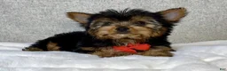 Yorkshire Terrier dogs for sale: Jay - Ad 5