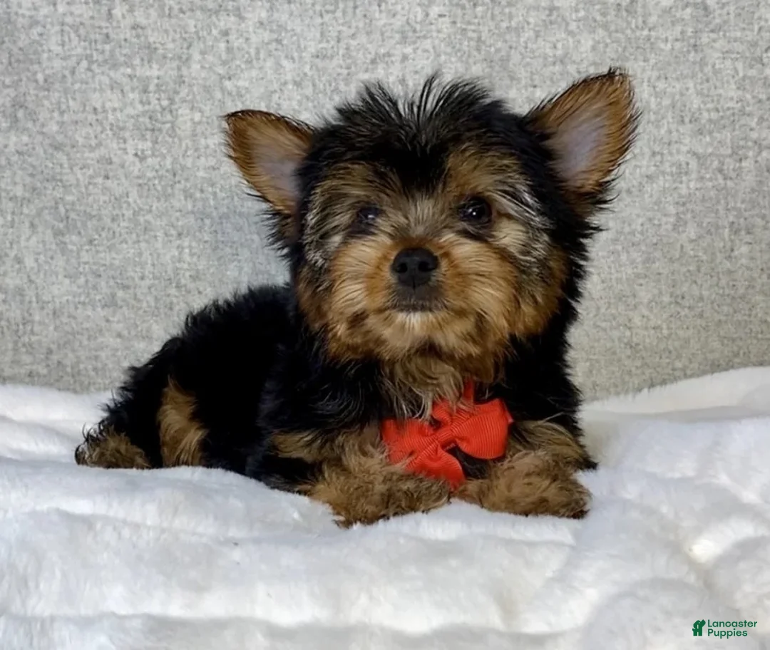 Yorkshire Terrier dogs for sale: Jay - Ad 5