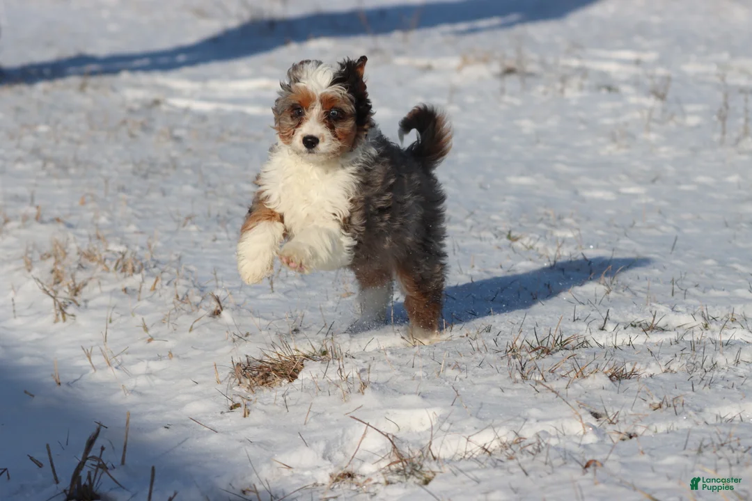 Mini Aussiedoodle dogs for sale: Peppermint  - Ad 2