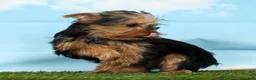 Yorkshire Terrier dogs for sale: Xana - Ad 4