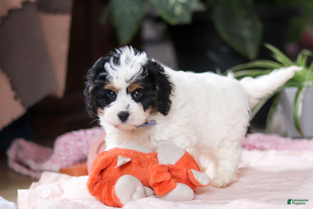 Cavapoo dogs for sale: Galen - Ad 3
