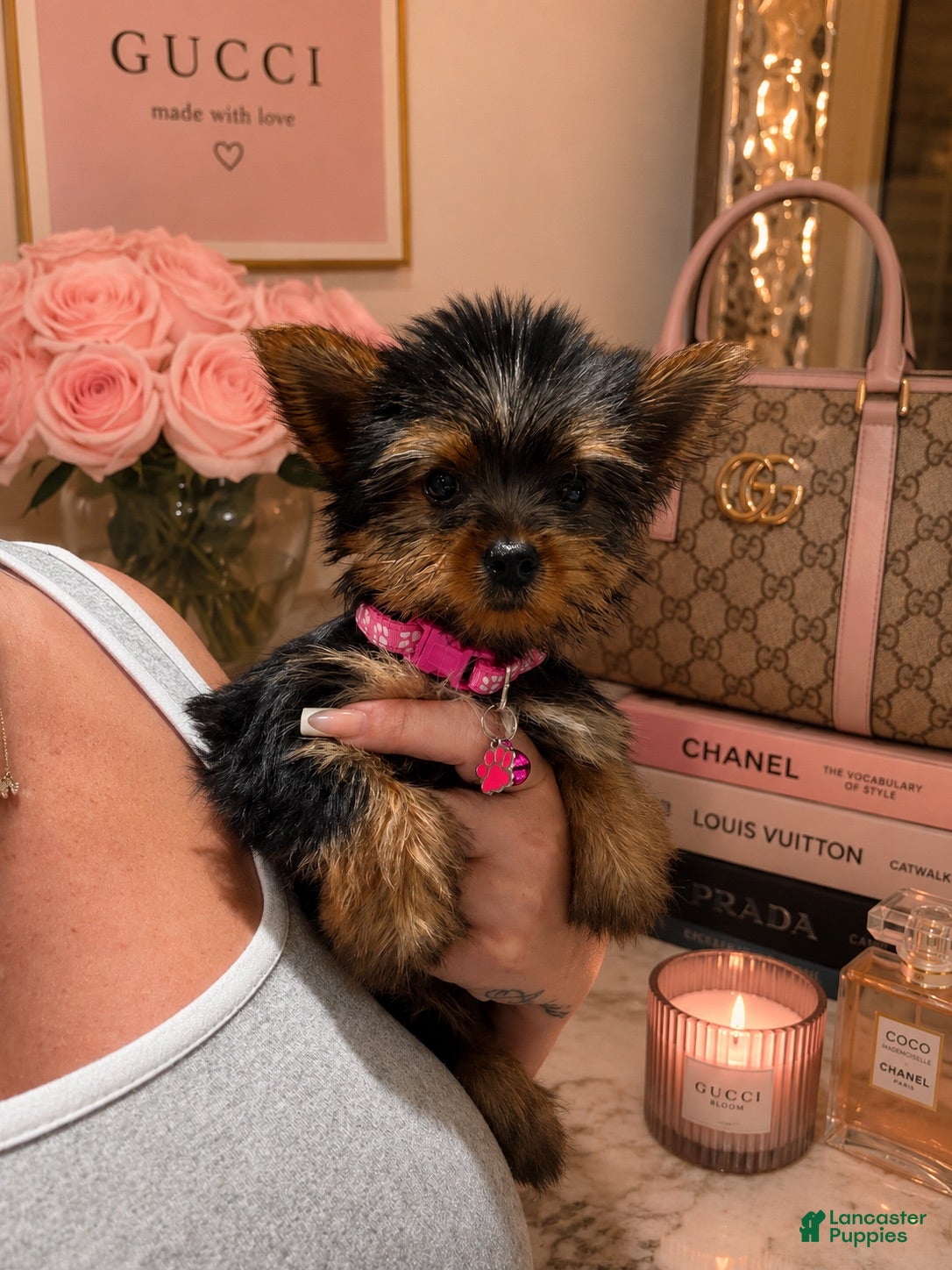 Yorkshire Terrier dogs Dior  - Ad 2