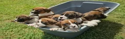 Boxer dogs for sale: Boxer 5 - Ad 8