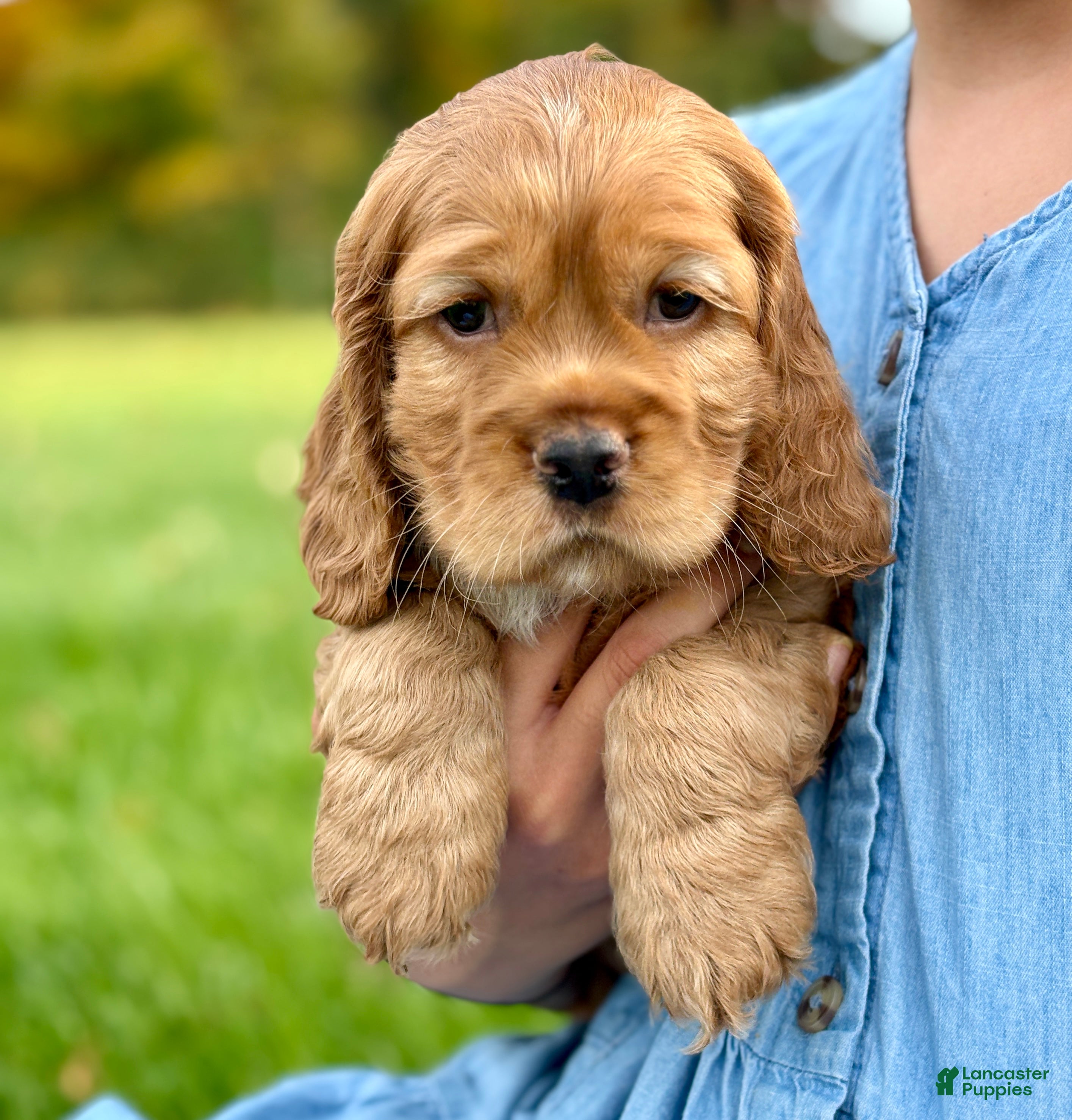 Cocker Spaniel dogs Hamilton  - Ad 1