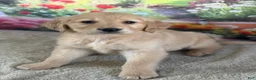 Golden Retriever dogs for sale:  Pheonix - Ad 4